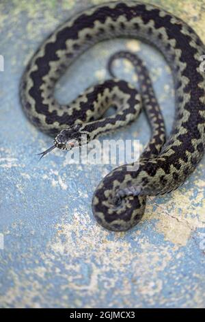 Adder oder Northern Viper (Vipera berus). Junger Rüde, mit hervorstehender gezungener Zunge. Empfindlich gegenüber exponierter Position, verletzlich. Stockfoto