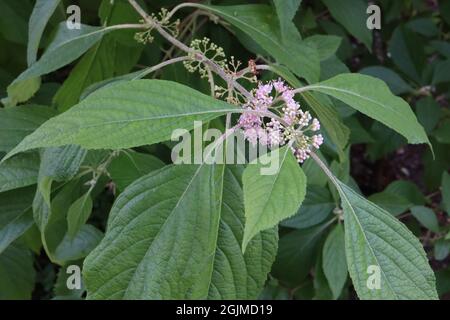 Callicarpa Americana var Lactea Beerenüberfluss winzig kleine blassrosa Blüten und große eifige Blätter, August, England, Großbritannien Stockfoto