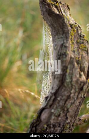 Über Nacht gesponnene Spinnennetze, bedeckt mit Morgentau. Stockfoto