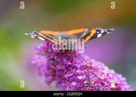 Roter Admiral-Schmetterling (Vanessa Atalanta), Fütterung, Aufnahme von Nektar mit Proboscis aus einer einzigen Buddleia davidii Blume. Ernährung. Sommer. August. Stockfoto