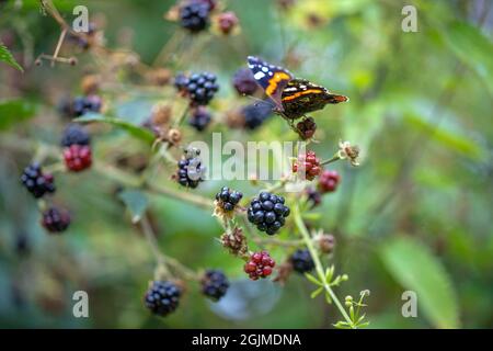 Roter Admiral-Schmetterling (Vanessa atalanta), angezogen von Brombeere oder Bramble (Rubus fruticosus), Früchte in unterschiedlichen RIP-Stadien Stockfoto