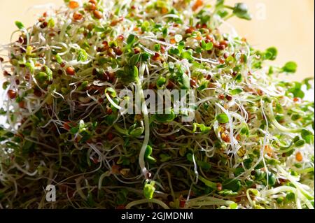 Eine Mischung aus Samen sprießt, um eine köstliche, gesunde Mahlzeit zu machen Stockfoto