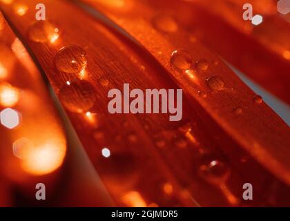 Leuchtend orange Blütenblätter mit Wassertropfen Makro Stockfoto