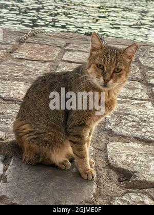 Straßenkatzen auf den Straßen der Insel Hydra, Griechenland Stockfoto