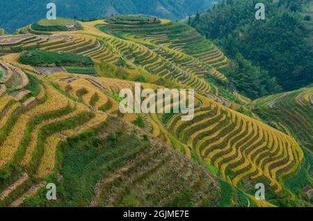 Ping an Terraced Fields während der Erntezeit das Hotel liegt in der Longji Terraced Fields Scenic Area, Bezirk Longsheng, Provinz Guangxi, China. Stockfoto