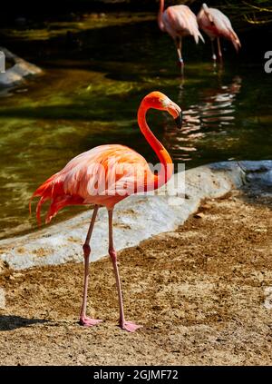 Ein Profil eines Flamingos neben dem Wasser Stockfoto