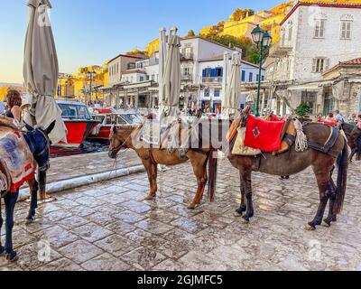 Esel auf der griechischen Insel Hydra. Sie sind das einzige traditionelle Transportmittel auf der Insel, für das keine Autos erlaubt sind. Hydra Saronischer Golf, Griechenland Stockfoto