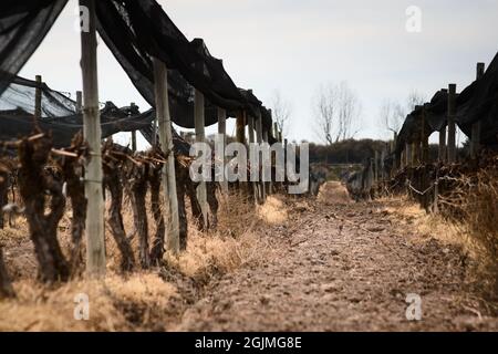 Nach dem Winterschnitt reiht sich der Weinberg in Tupungato, Mendoza, Argentinien. Stockfoto