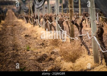 Nach dem Winterschnitt reiht sich der Weinberg in Tupungato, Mendoza, Argentinien. Stockfoto