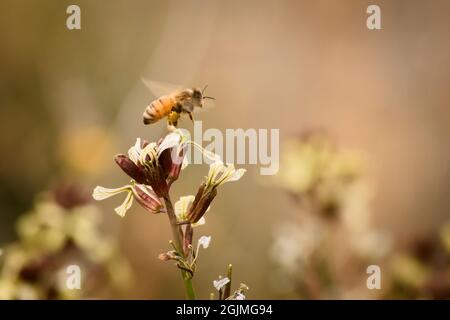 Arbeiterbiene, die aus einer wilden Blume in Tupungato, Mendoza, Argentinien, flieht. Makro, Nahaufnahme. Stockfoto