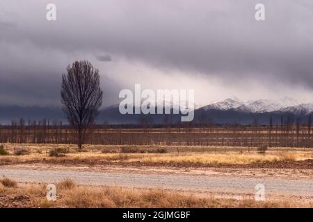 Einzelbaum auf trockenem Grasland, mit den Anden im Hintergrund in Tupungato, Mendoza, Argentinien. Stockfoto
