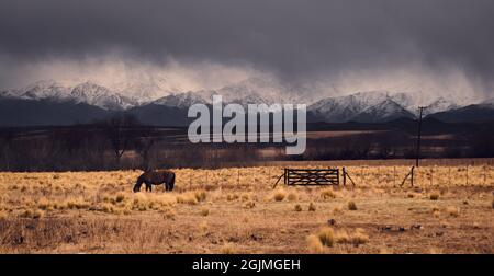 Einzelpferd auf einer Ranch in Tupungato, Mendoza, Argentinien, gegen die verschneiten Anden, an einem dunklen bewölkten Tag. Stockfoto