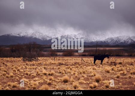 Einzelpferd auf einer Ranch in Tupungato, Mendoza, Argentinien, gegen die verschneiten Anden, an einem dunklen bewölkten Tag. Stockfoto