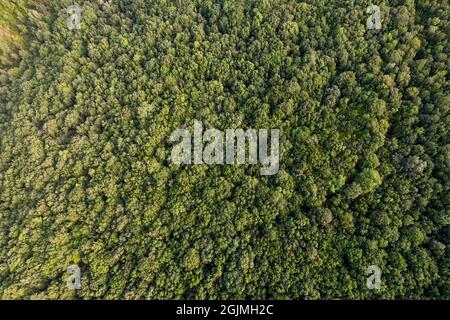 Draufsicht auf Wälder, Bäume. Die Wälder der Kurischen Nehrung gehören zum UNESCO-Weltkulturerbe. Herbstlandschaft fotografiert mit einer Drohne. Stockfoto