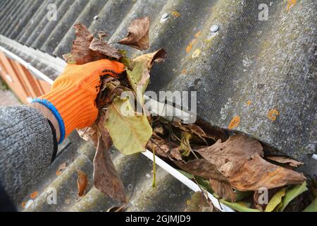 Regenrinne Reinigung von Blättern im Herbst . Tipps Zur Reinigung Der Dachrinne. Stockfoto