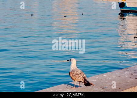 Einzelne und riesige Möwen in Hafen und Hafen von kadikoy Küste mit Fußgängertransport Fähre Hintergrund in istanbul türkei Stockfoto