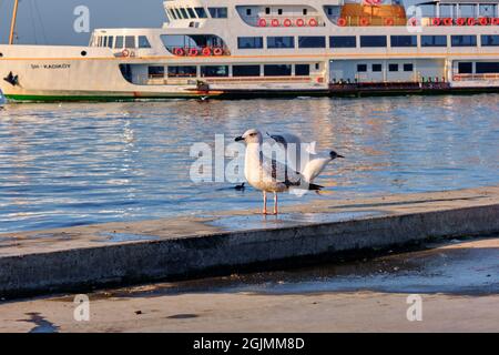 Einzelne und riesige Möwen in Hafen und Hafen von kadikoy Küste mit Fußgängertransport Fähre Hintergrund in istanbul türkei Stockfoto