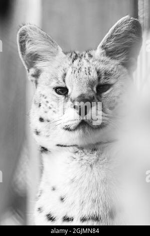 serval Katze im ukrainischen Zoo, eine seltene Katzenart, ein Porträt eines Servals. Stockfoto