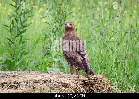 Schreiadler (Clanga Pomarina) Stockfoto