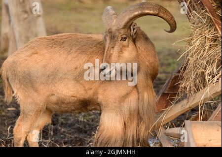 Der Mähne-Widder frisst Heu, das Tier im Zoo, die großen abgerundeten Hörner des Widders. Stockfoto