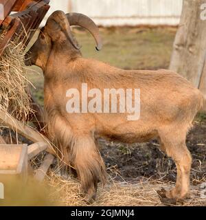 Der Mähne-Widder frisst Heu, das Tier im Zoo, die großen abgerundeten Hörner des Widders. Stockfoto