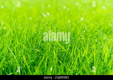 Saftiges, saftiges grünes Gras auf der Wiese mit Wassertau-Tropfen im Morgenlicht. Schönes künstlerisches Bild von Reinheit und Frische der Natur, Raum kopieren. Geringe Schärfentiefe. Stockfoto