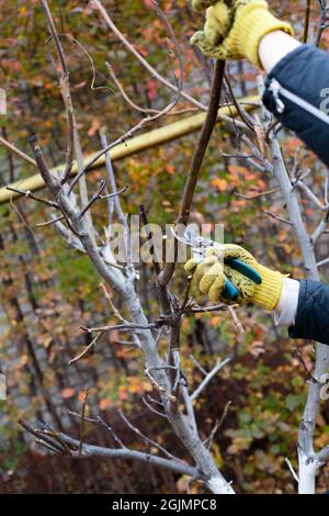 Baumschnitt im Herbstgarten. Nahaufnahme der Hände des Mannes in gelben Handschuhen und Schneideschere, die alte Äste ohne Walnussblätter beschneidet Stockfoto