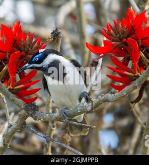 Blaugesichtige Honeyeater, Entomyzon cyanotis zwischen leuchtend roten Blüten von Coral Tree, Erythrina-Arten, in Queensland, Australien Stockfoto