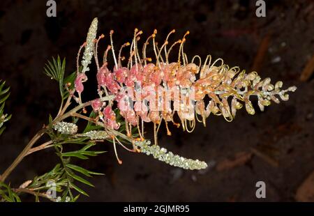 Große atemberaubende rote/rosa Blume von Grevillea 'Lemon Baby' mit Regentropfen, die auf 'Blütenblättern' glitzern, mit Blütenknospen und grünen Blättern, auf dunklem Hintergrund Stockfoto