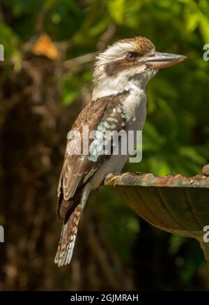 Australischer Vogel, Kookaburra / Laughing Jackass, Dacelo novaeguineae am Rande des Gartenvogelbades vor dem Hintergrund grüner Vegetation Stockfoto