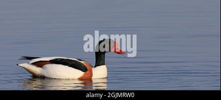 Gemeine Shelduck schwimmt im Brutgefieder Stockfoto