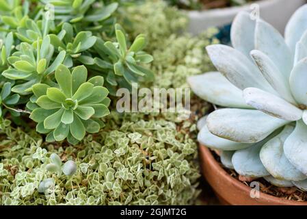 Draufsicht auf verschiedene Arten von Grünblüten, Echeveria, Sedum, Sukkulenten Outdoor-Pflanzen in Töpfen. Stockfoto