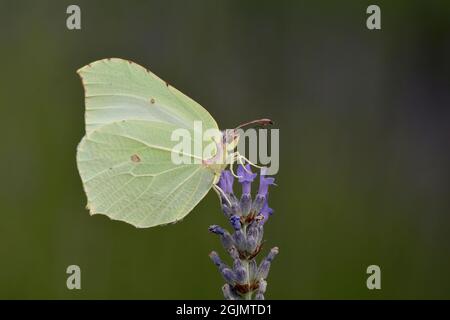 Zitronenfalter auf Lavendel Stockfoto