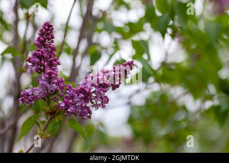 Fliederzweige im Garten. Bouquet von rosa duftenden Flieder in Sommer- und Frühlingszeiten mit Kopierraum, selektiver Fokus, Syringa vulgaris Stockfoto