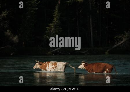 Kühe watten über einen Fluss im Altai-Gebirge. Stockfoto