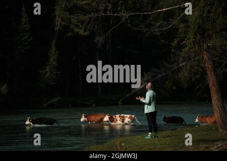 Kühe watten über einen Fluss im Altai-Gebirge. Stockfoto