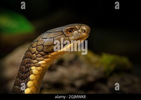 Animal World - Cobra King Stockfoto