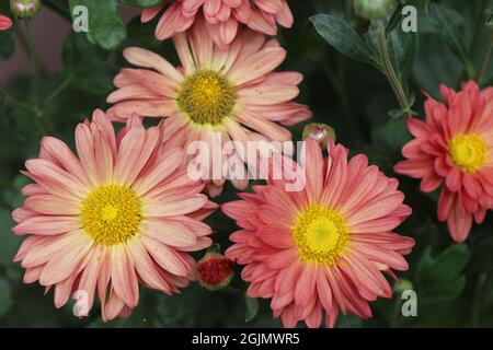 Gruppe von schönen Chrysanthemen Blumen, Hintergrund mit blühenden Chrysanthemen auch als mumingtons oder chrysanthen genannt Stockfoto