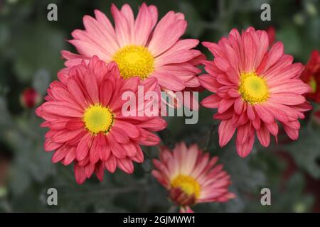 Rote gelbe indische Chrysantheme. Hardy Chrysanthemen aus der Nähe. Blooming Chrysanthemum Tapete Hintergrund, Copy Space Stockfoto