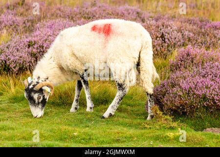 Swaledale-Mutterschafe oder weibliche Schafe weiden auf offenem Moor, wenn die Heide in voller Blüte ist.mit Blick nach links. Horizontal. Speicherplatz kopieren. Swaledale Schafe sind n Stockfoto