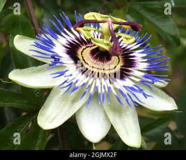Die wunderschöne „Passiflora caerulea“ in voller Blüte, auch „Passionsblume“ genannt. Die Früchte dieser Blume sind eher ungenießbar. Stockfoto