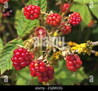 Nahaufnahme eines Busches mit wilden Brombeeren in einem Park. Die Beeren sind noch nicht reif. Stockfoto