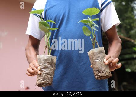 Hand hält schwarze Pfefferpflanze auf Baumstüten gewachsen, Knospen der Pfefferpflanze auf Plastiktüten in der Hand gehalten gewachsen Stockfoto