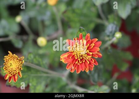 Chrysantheme blüht im blühenden Stadium, blühende rote und gelbe Chrysantheme Blume Stockfoto