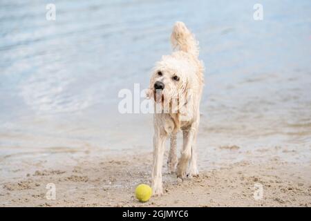 Der weiße Labradoodle-Hund läuft am Rand des Wassers. Der trockene Hund läuft zur Hälfte am Sandstrand und zur Hälfte im Wasser, schwänzend nach oben Stockfoto