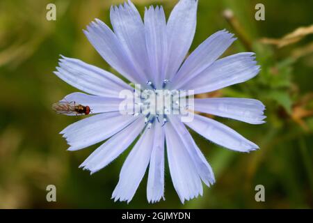 Insekt auf einer Zichoriumblume Cichorium intybus Stockfoto