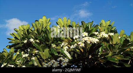 Frangipani Plumeria Obtusa Busch mit weißen Blüten in Teneriffa, Brisbane, Australien Stockfoto