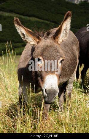 Weidende Esel im Sommer auf den italienischen alpen Stockfoto