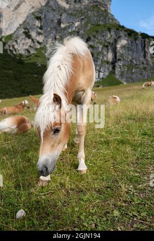 Weidende Pferde im Sommer auf den italienischen alpen Stockfoto