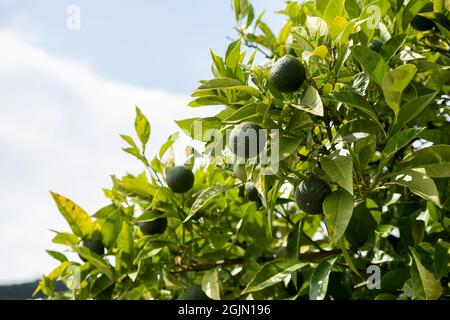 Grüne Limettenfrüchte auf dem Baum Stockfoto